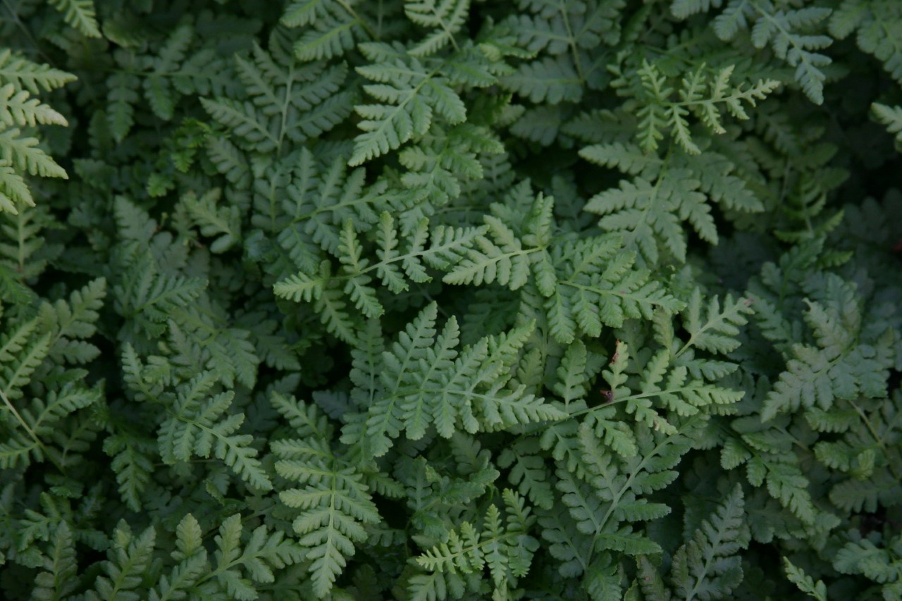 woodsia-obtusa
