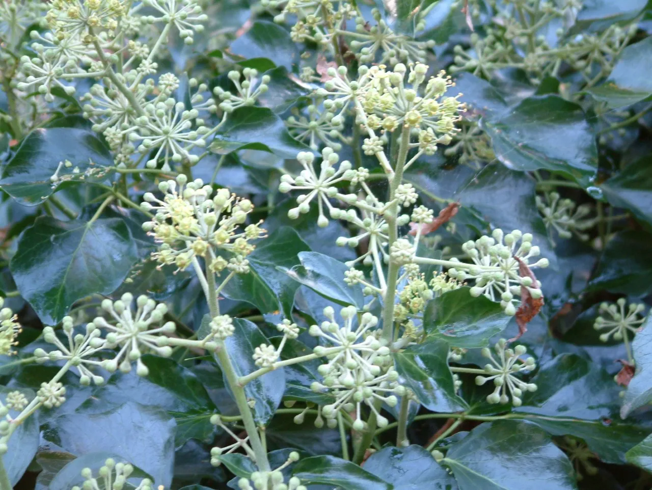 Hedera helix 'Arborescens'