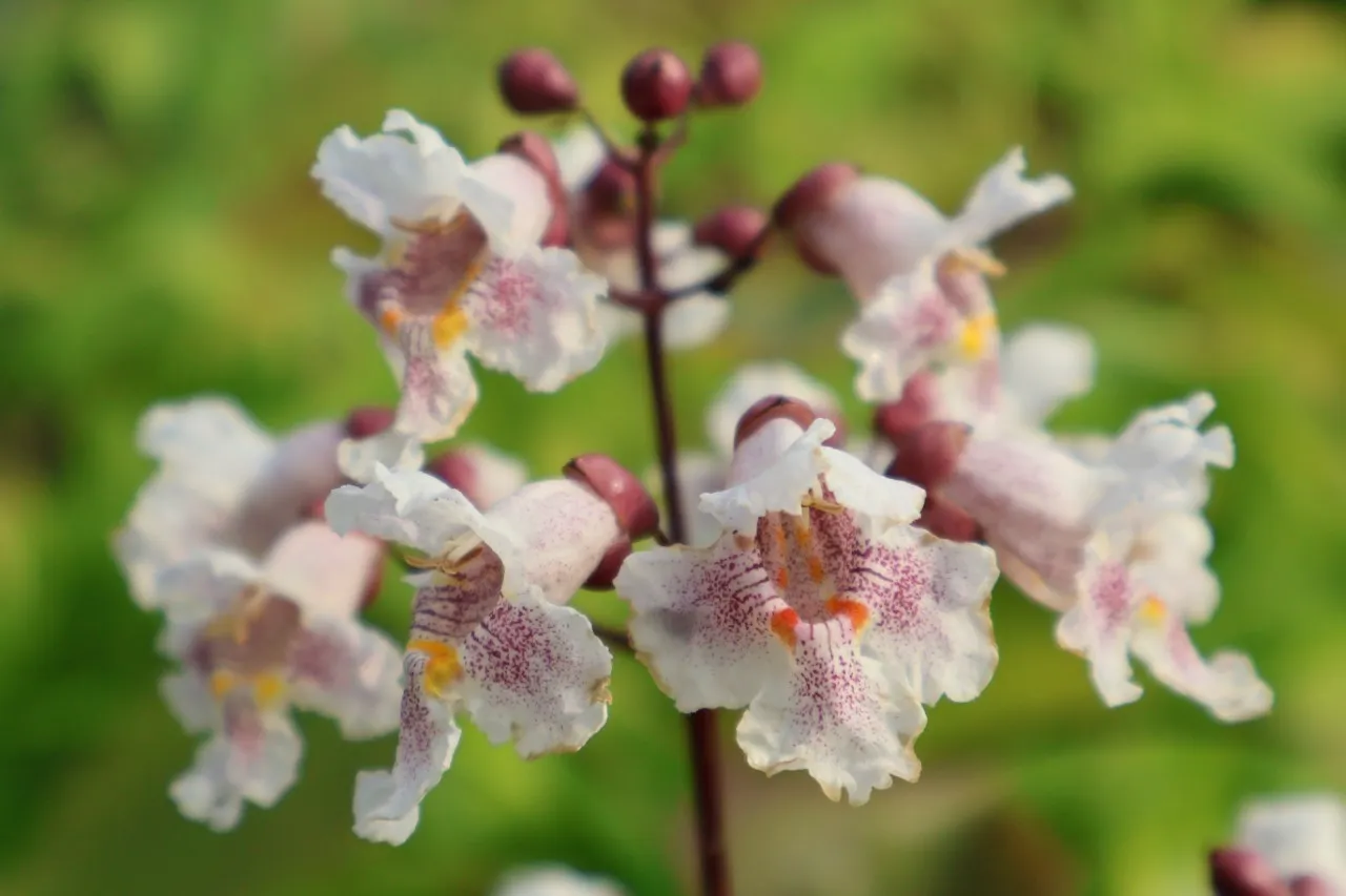 Catalpa erubescens 'Purpurea'