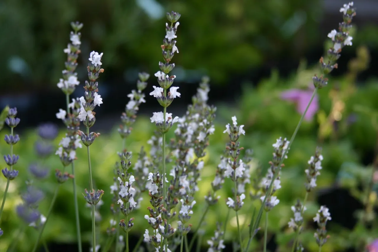 Lavandula intermedia 'Edelweiss' : P9
