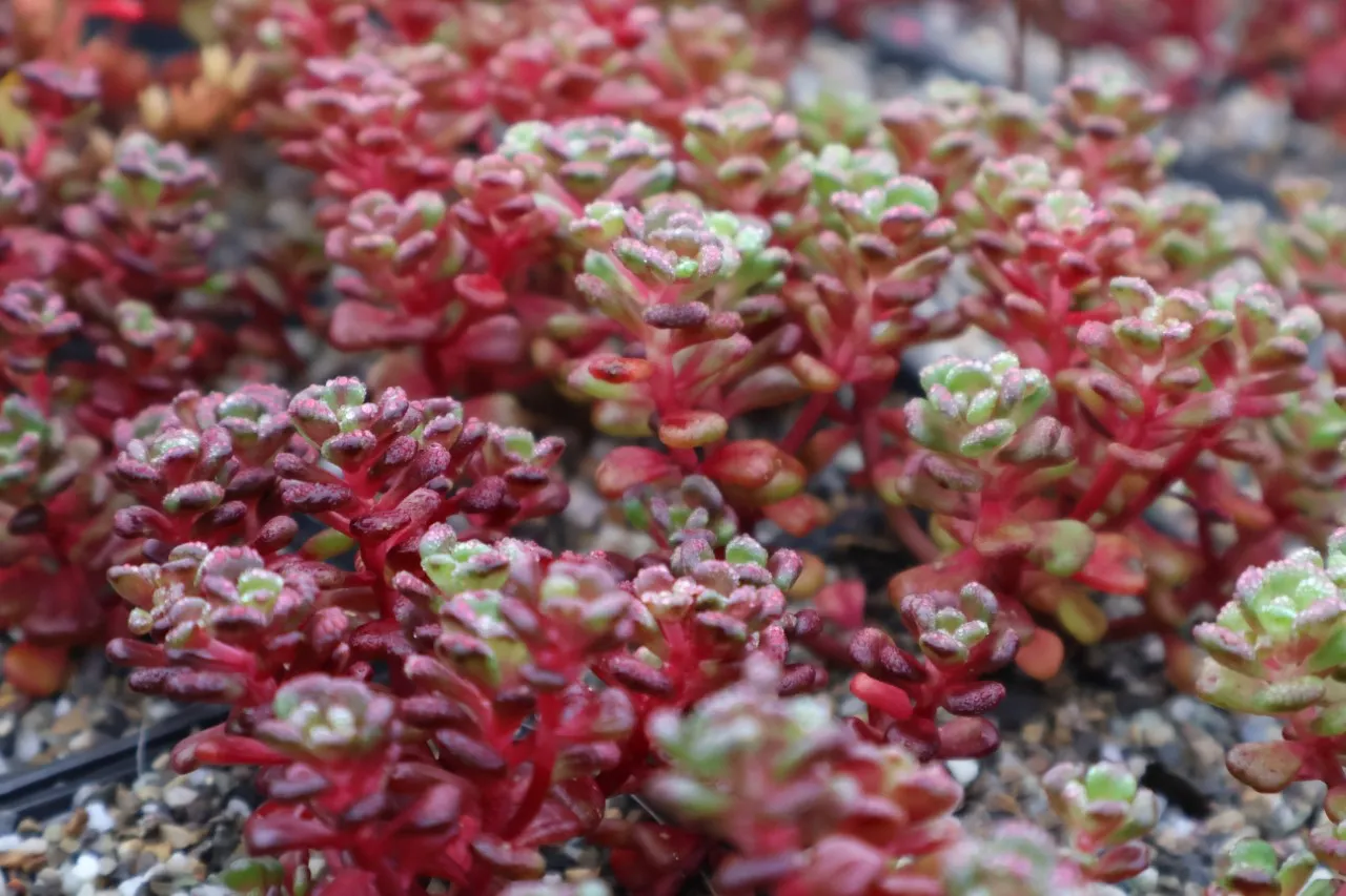 Sedum oreganum ssp. tenue