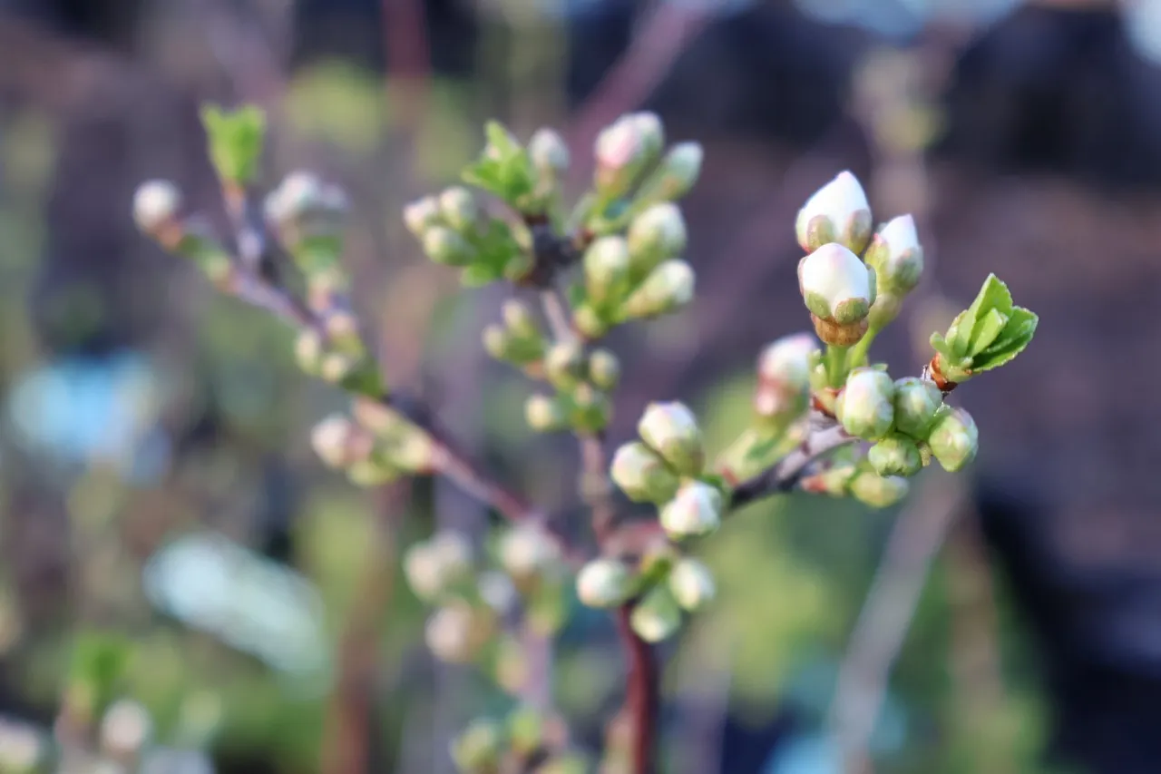 Prunus cerasus 'Oblacinska' : C2 : 30-60