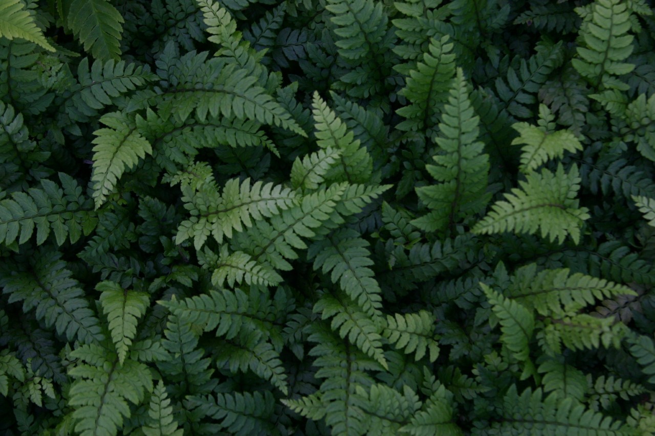 polystichum-makinoi