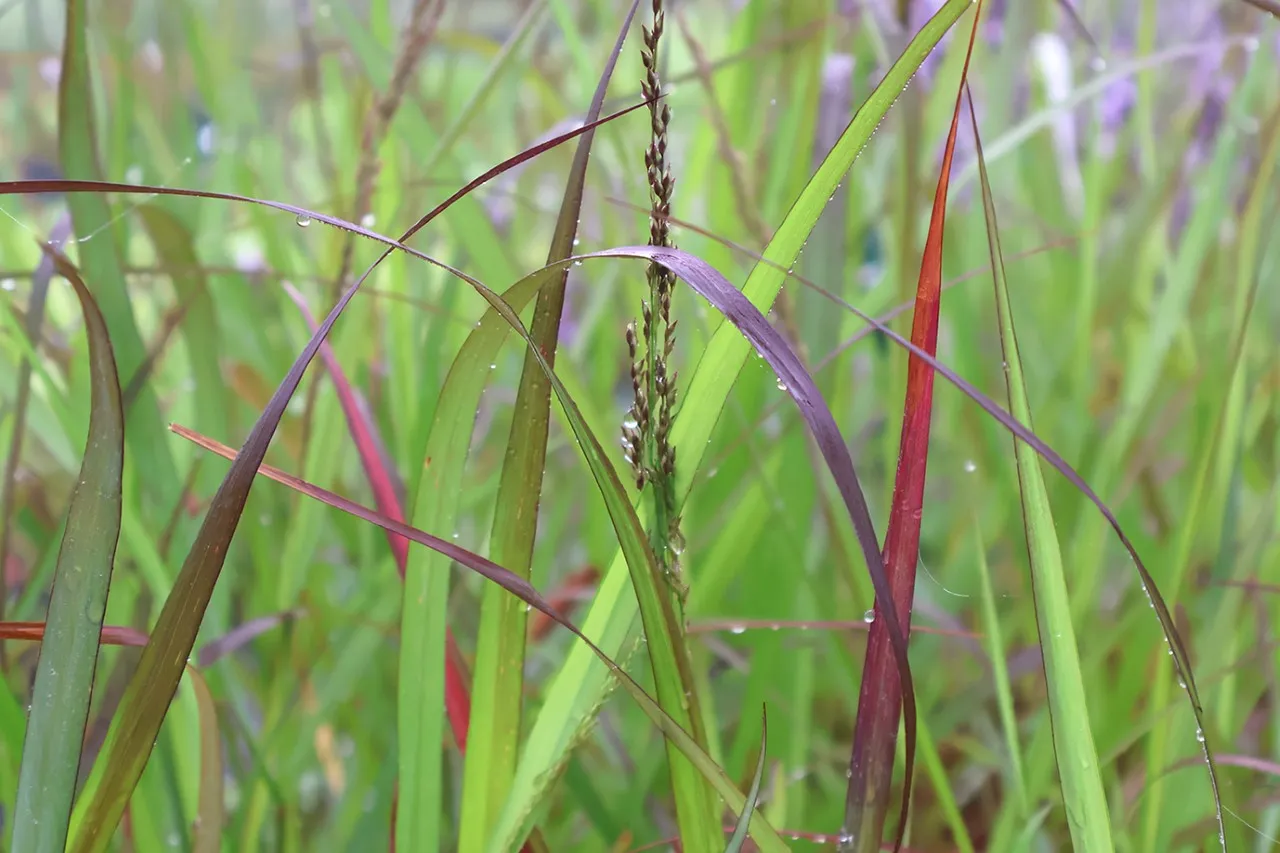 Panicum virgatum 'Squaw' Panicum virgatum 'Squaw'