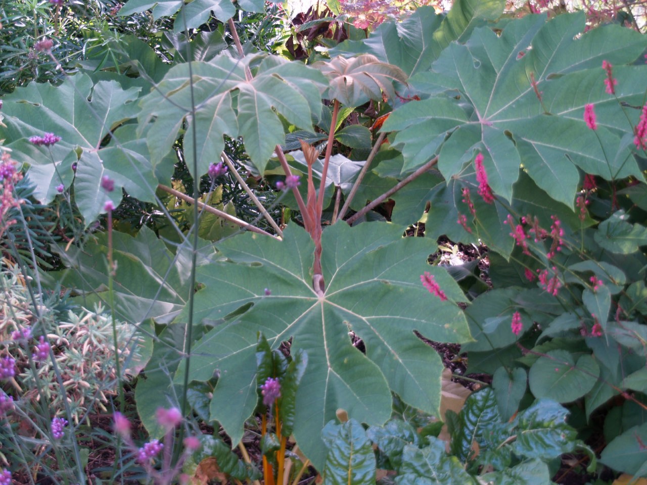 Tetrapanax papyrifer 'Rex' : P9