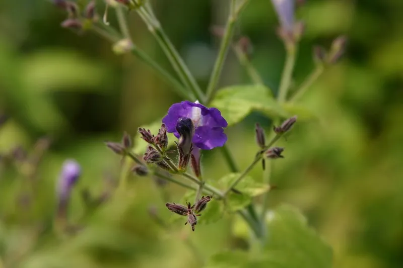 Strobilanthes atropurpureus