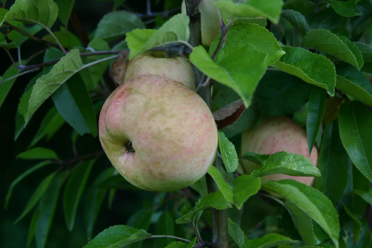 Malus domestica 'Glorie van Holland'