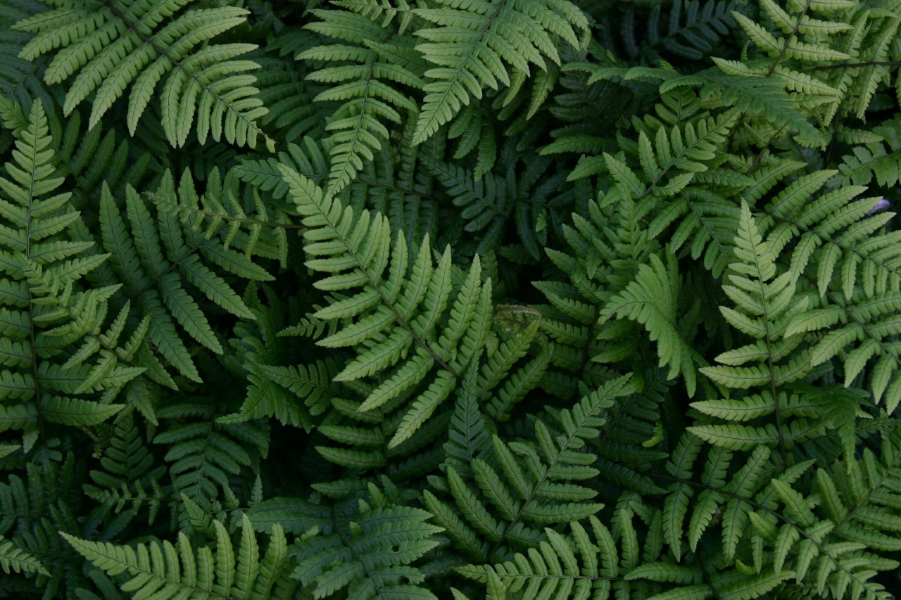 dryopteris-wallichiana
