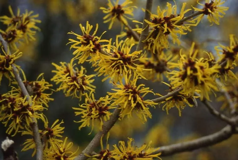 Hamamelis mollis : C5 : 30-60