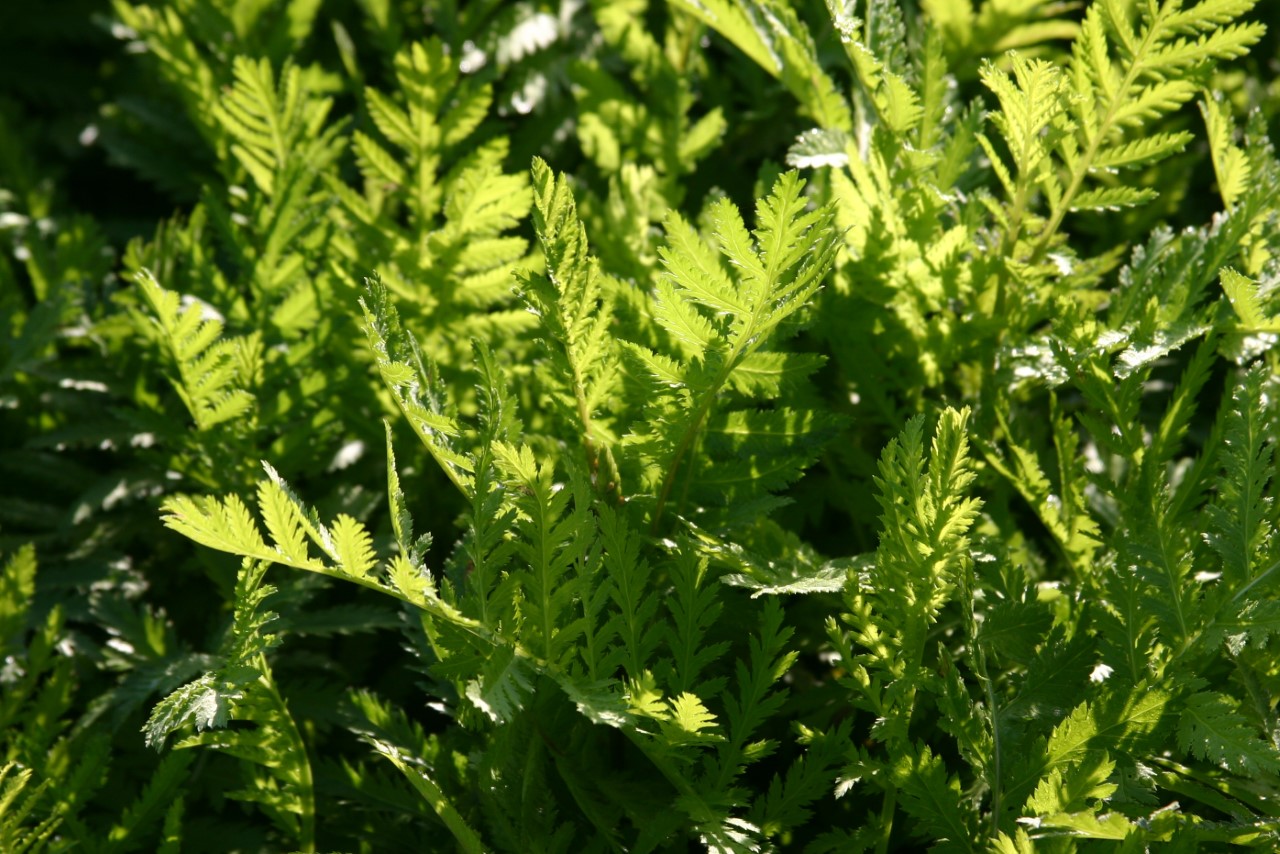 tanacetum-vulgare