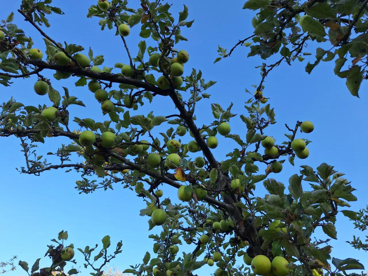 Malus domestica 'Ananas Reinette' : C3 : 30-60 : onderstam Malus domestica 'MM 111'