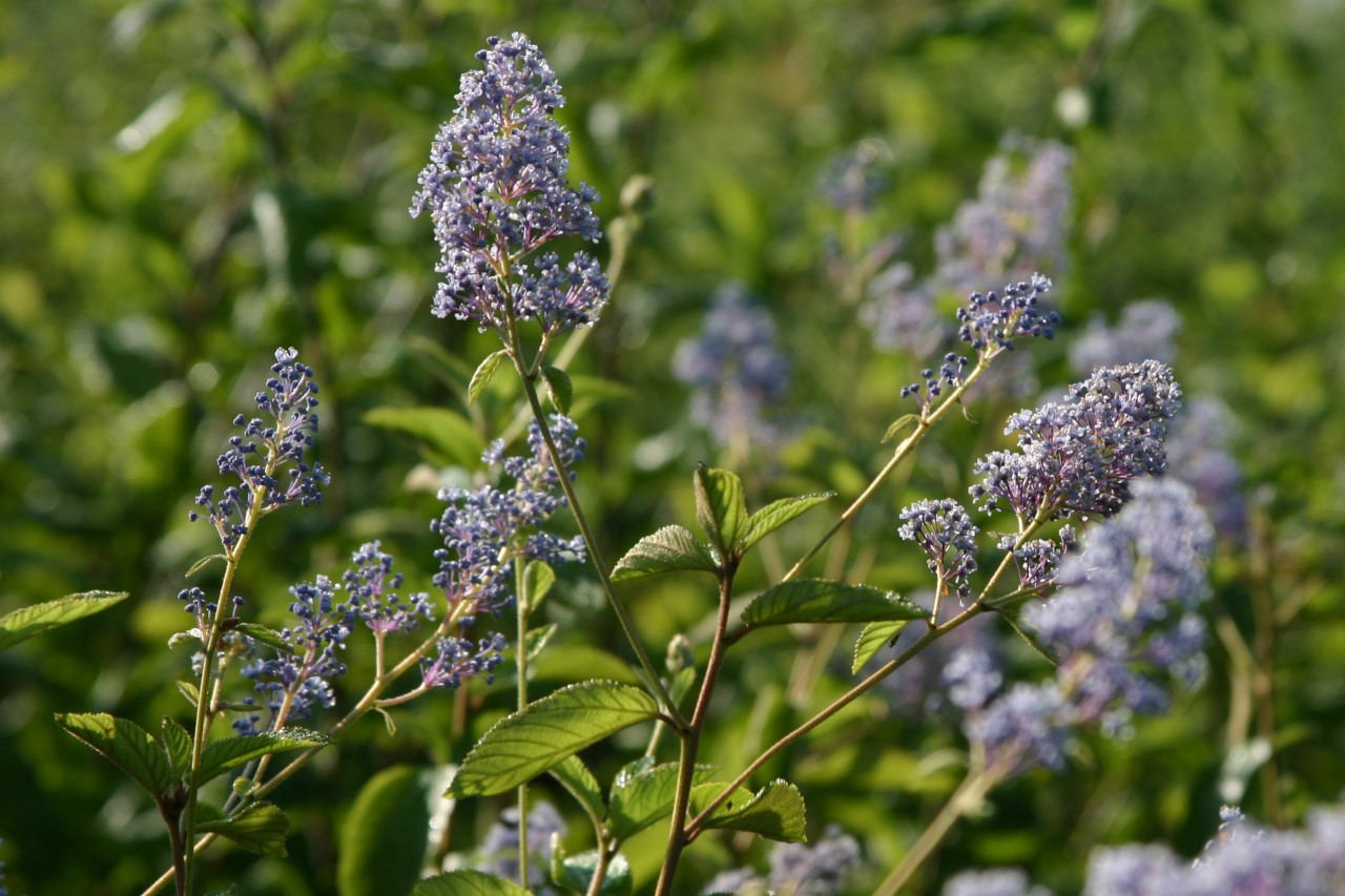 ceanothus-delilianus-gloire-de-versailles