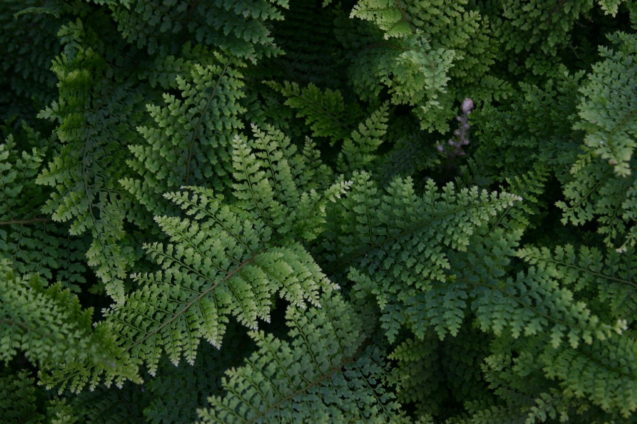 polystichum-setiferum-plumoso-densum