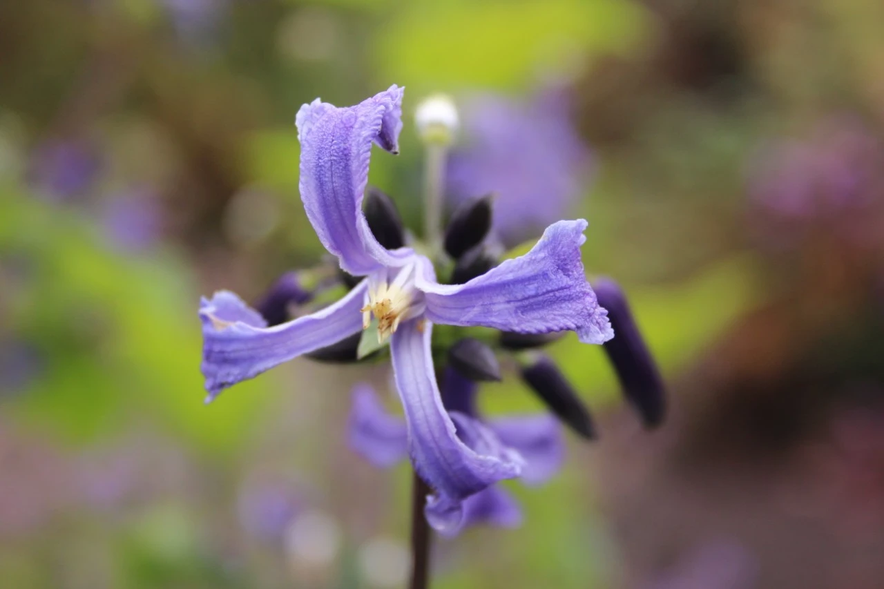 Clematis 'China Purple' : C2