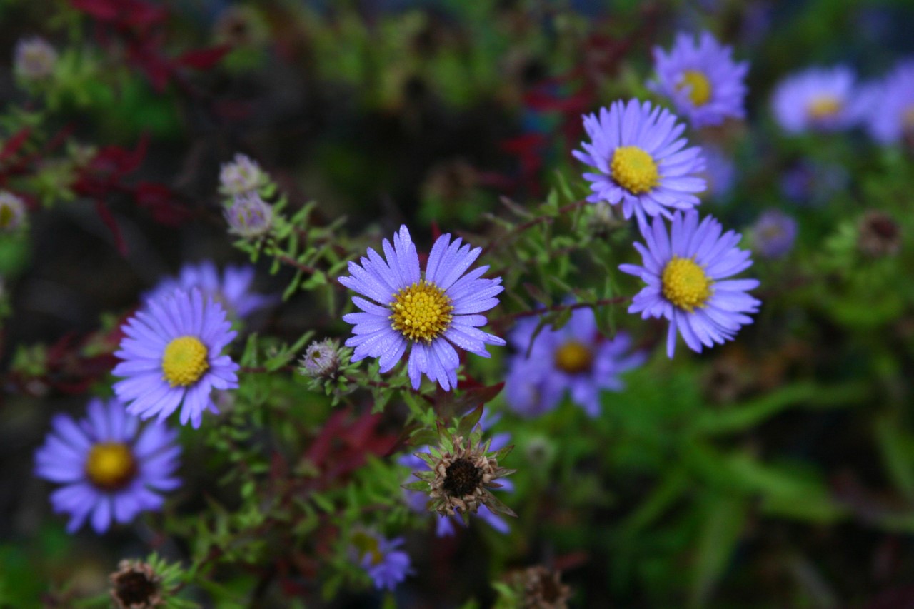 aster-oblongifolius-october-skies