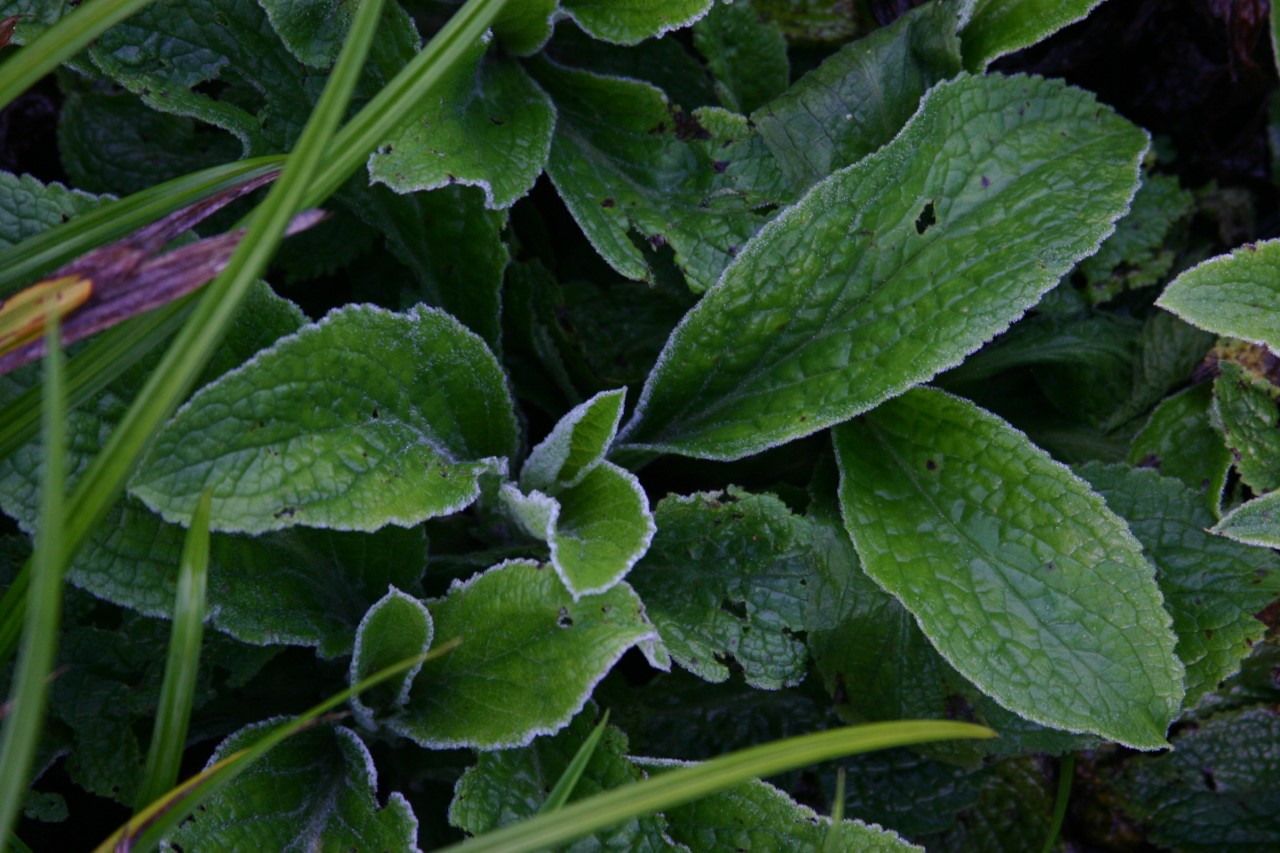 digitalis-mertonensis