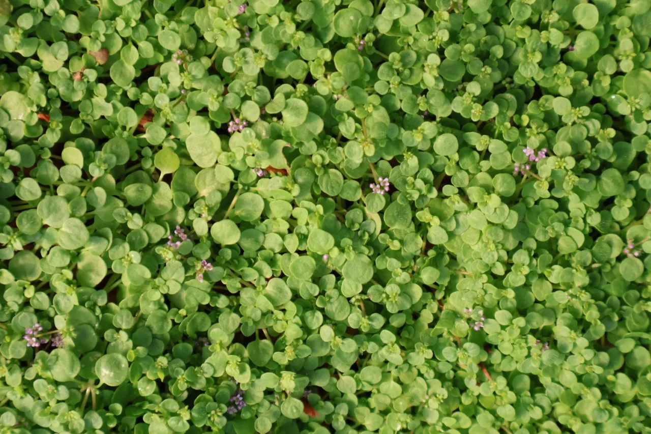 Mentha requienii