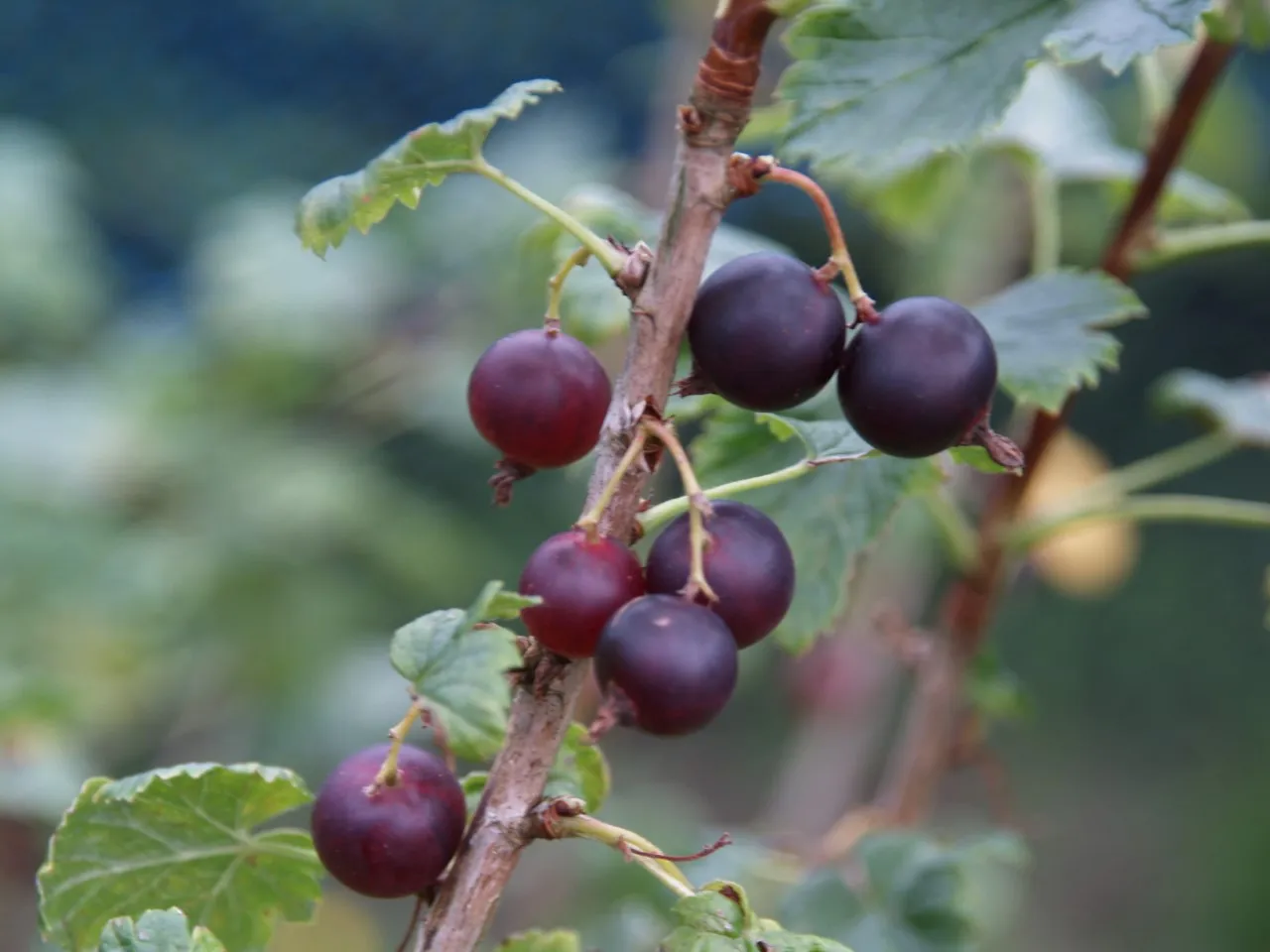 Ribes josta 'Anita'