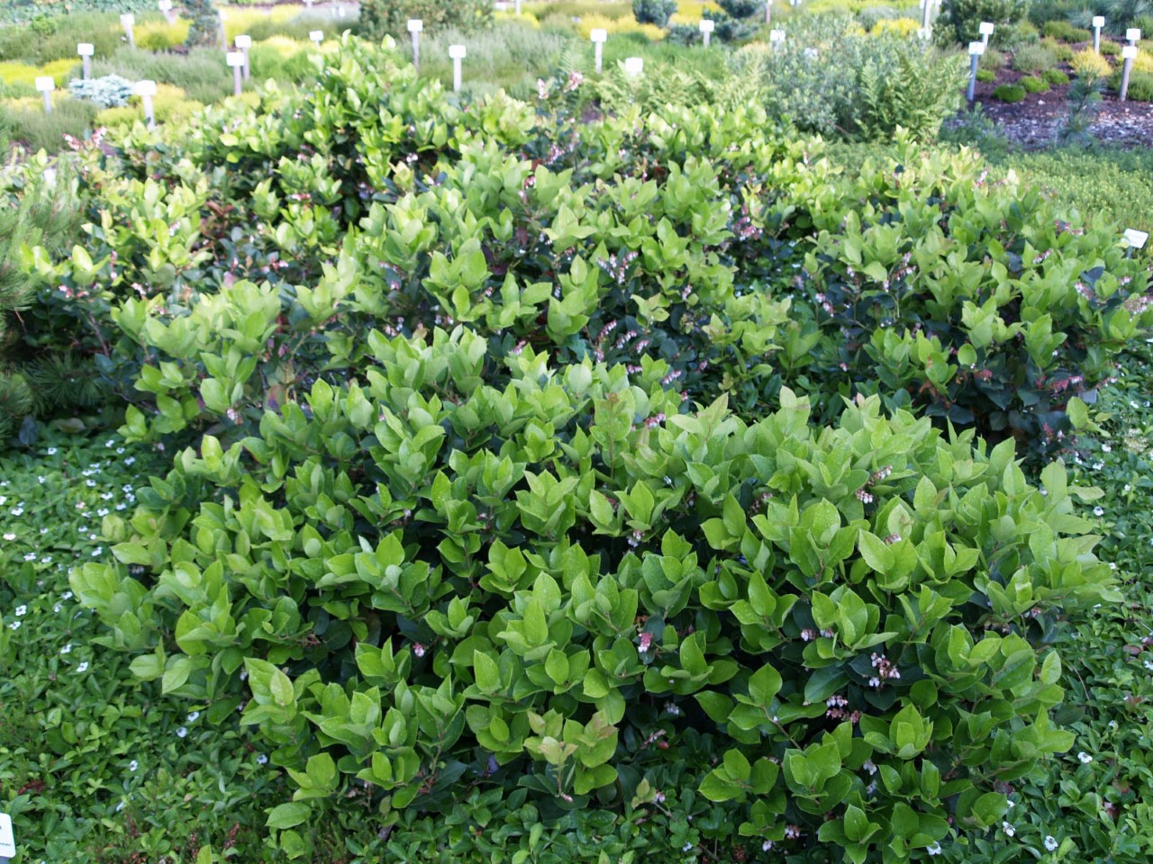 Gaultheria shallon : C2 : 15-30