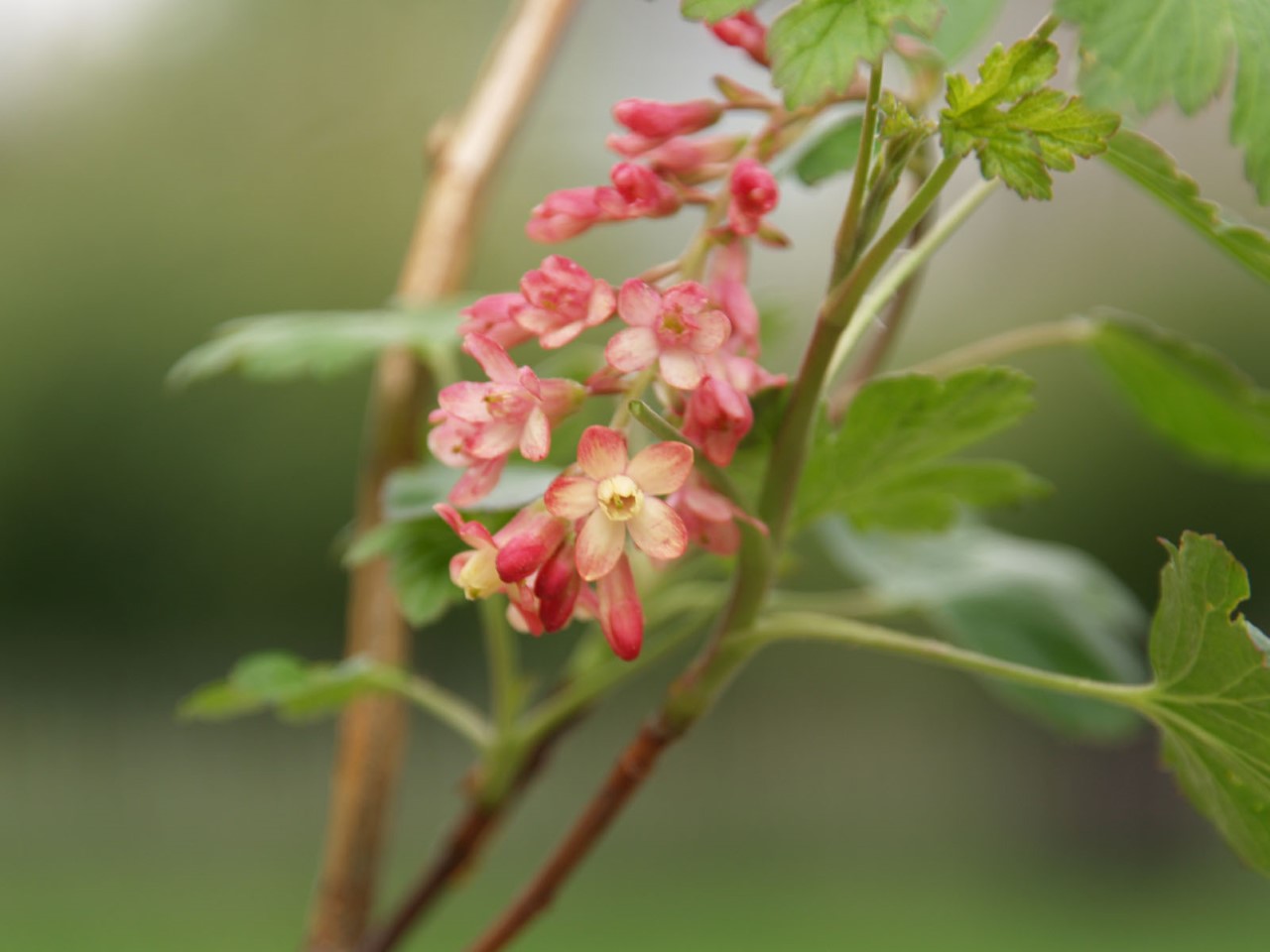 ribes-x-gordonianum