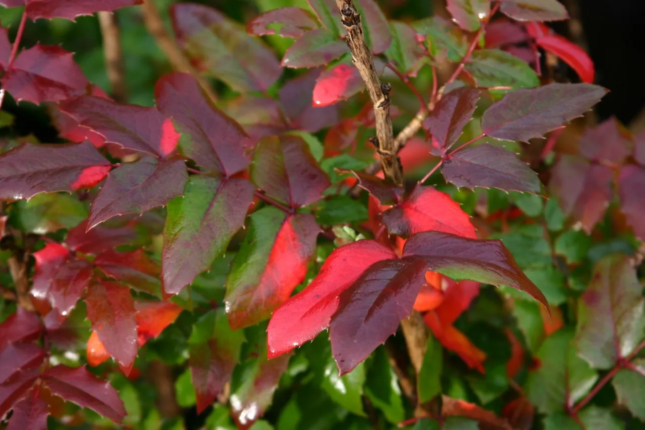 Mahonia aquifolium 'Smaragd' : C2 : 15-30