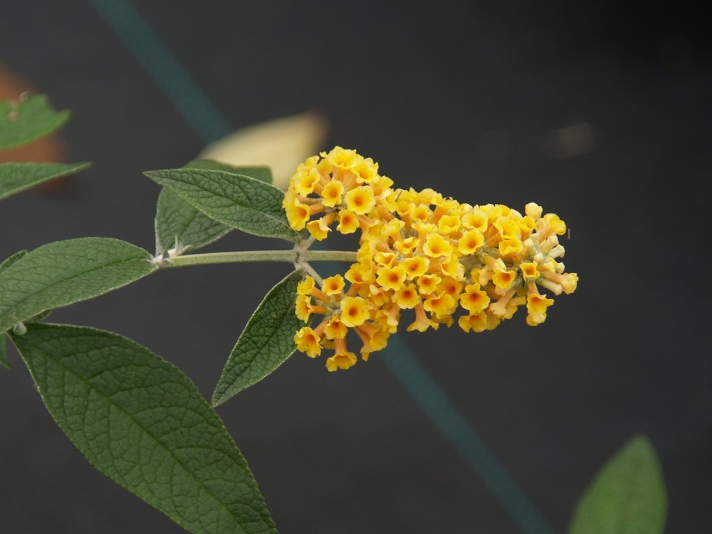 buddleja-weyeriana-honeycumb