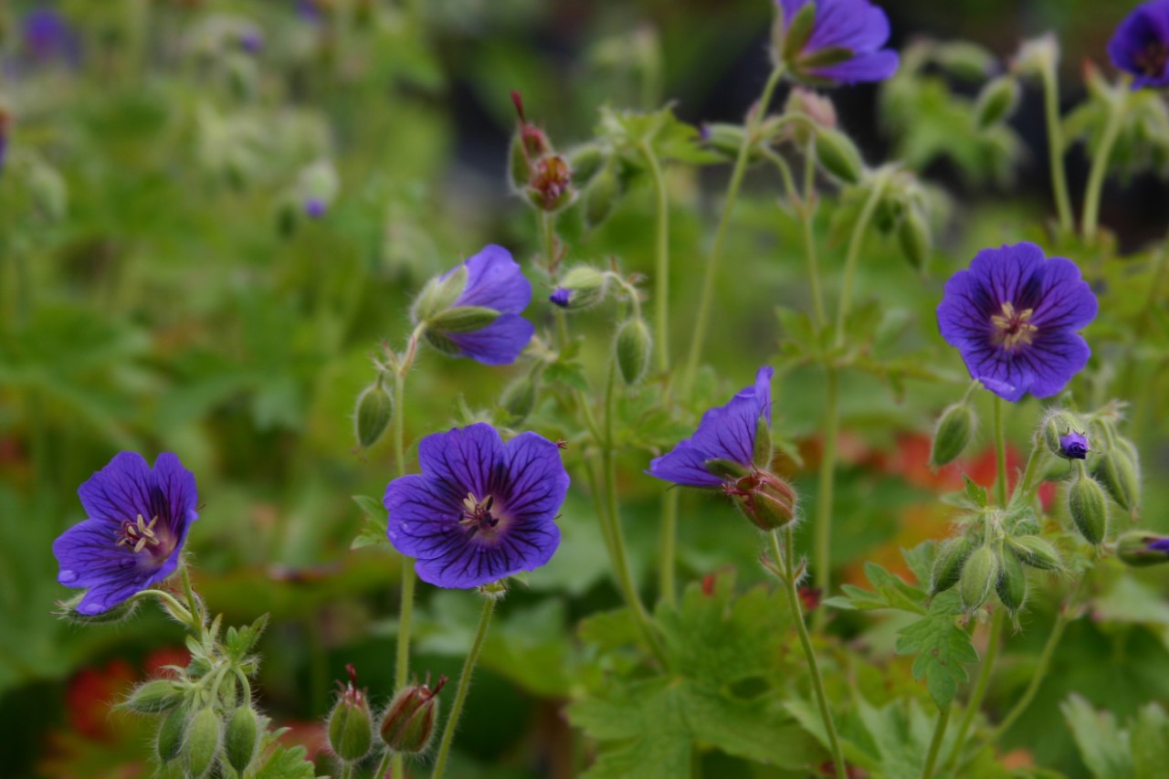 geranium-blue-blood