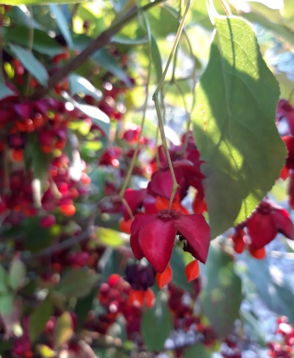 Euonymus planipes 'Sancho'