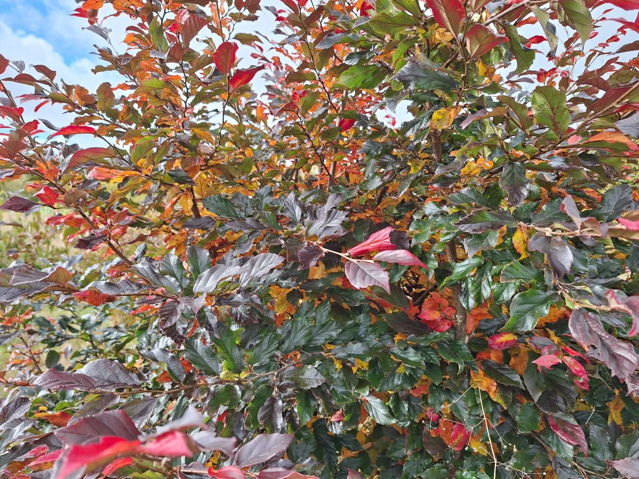 Sycoparrotia semidecidua 'Purple Haze' : C2 : 15-30
