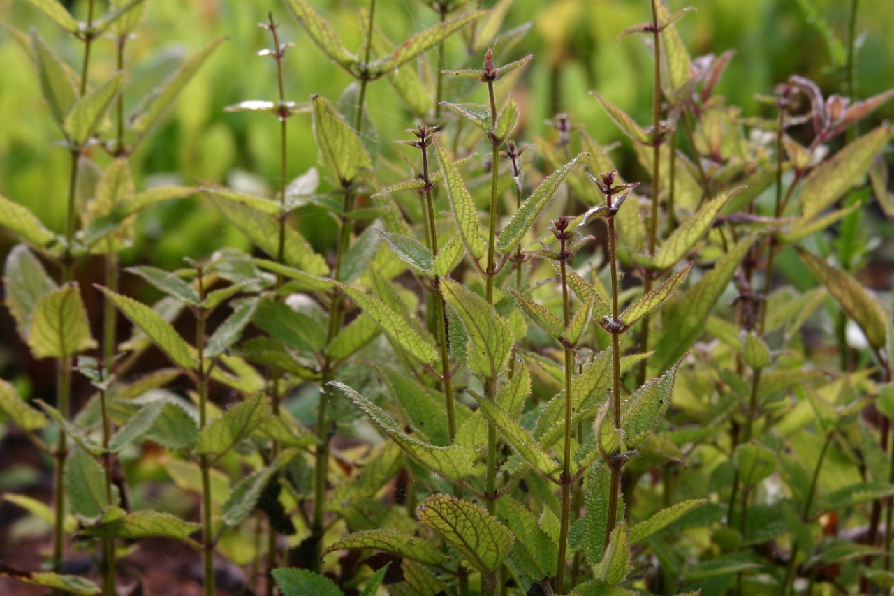 stachys-affinis