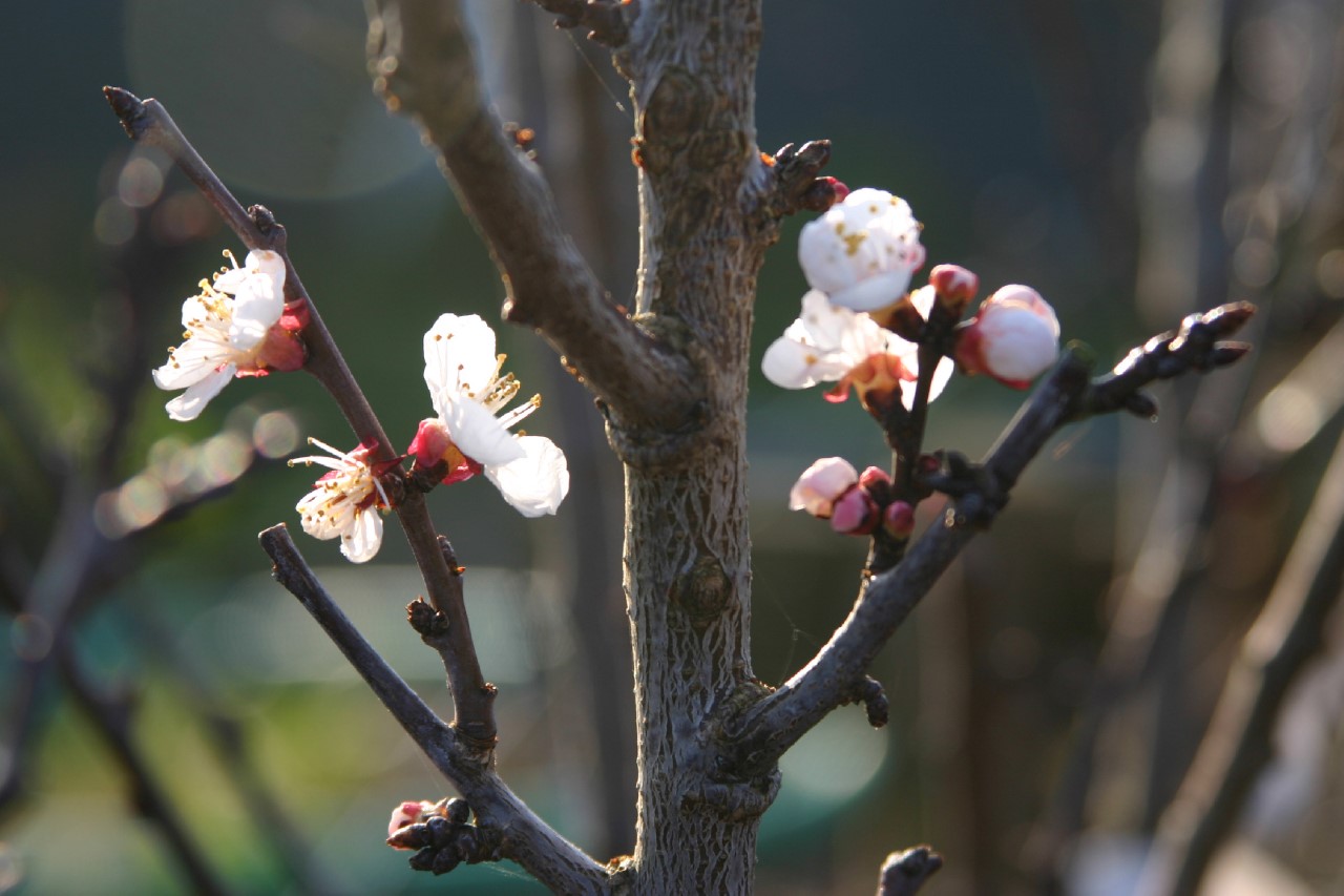 prunus-armeniaca-hongaarse