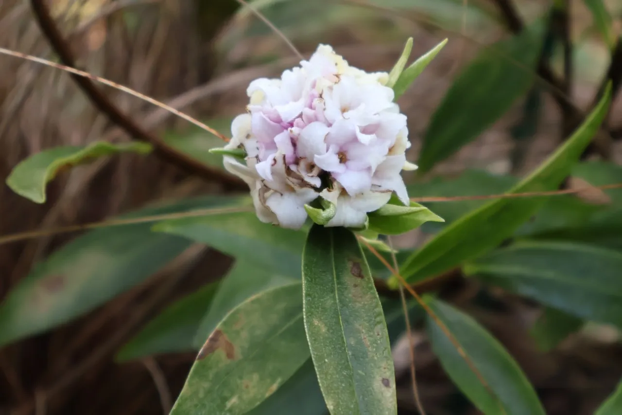 Daphne odora 'Perfume Princess'