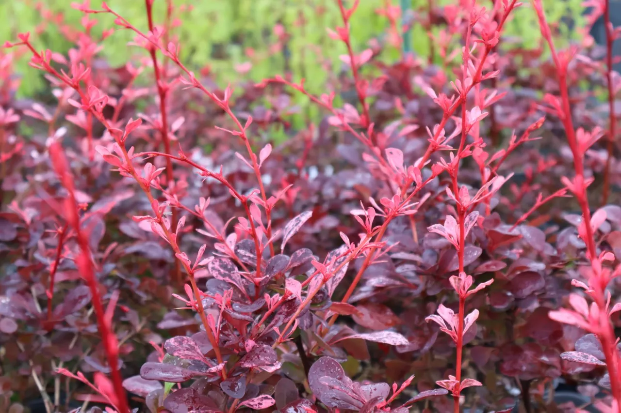 Berberis thunbergii 'Harlequin' : C2 : 15-30