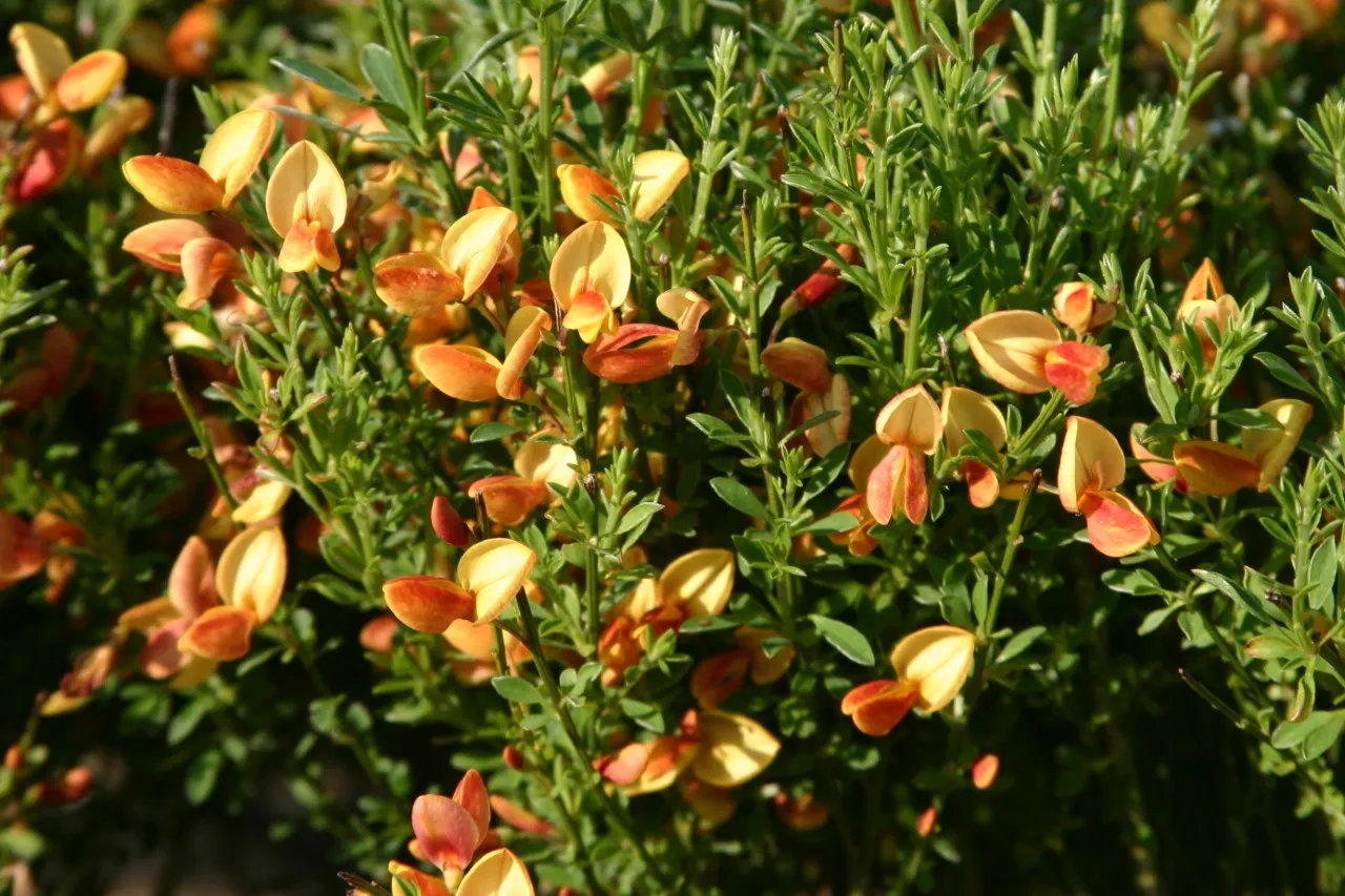 Cytisus 'Apricot Gem'