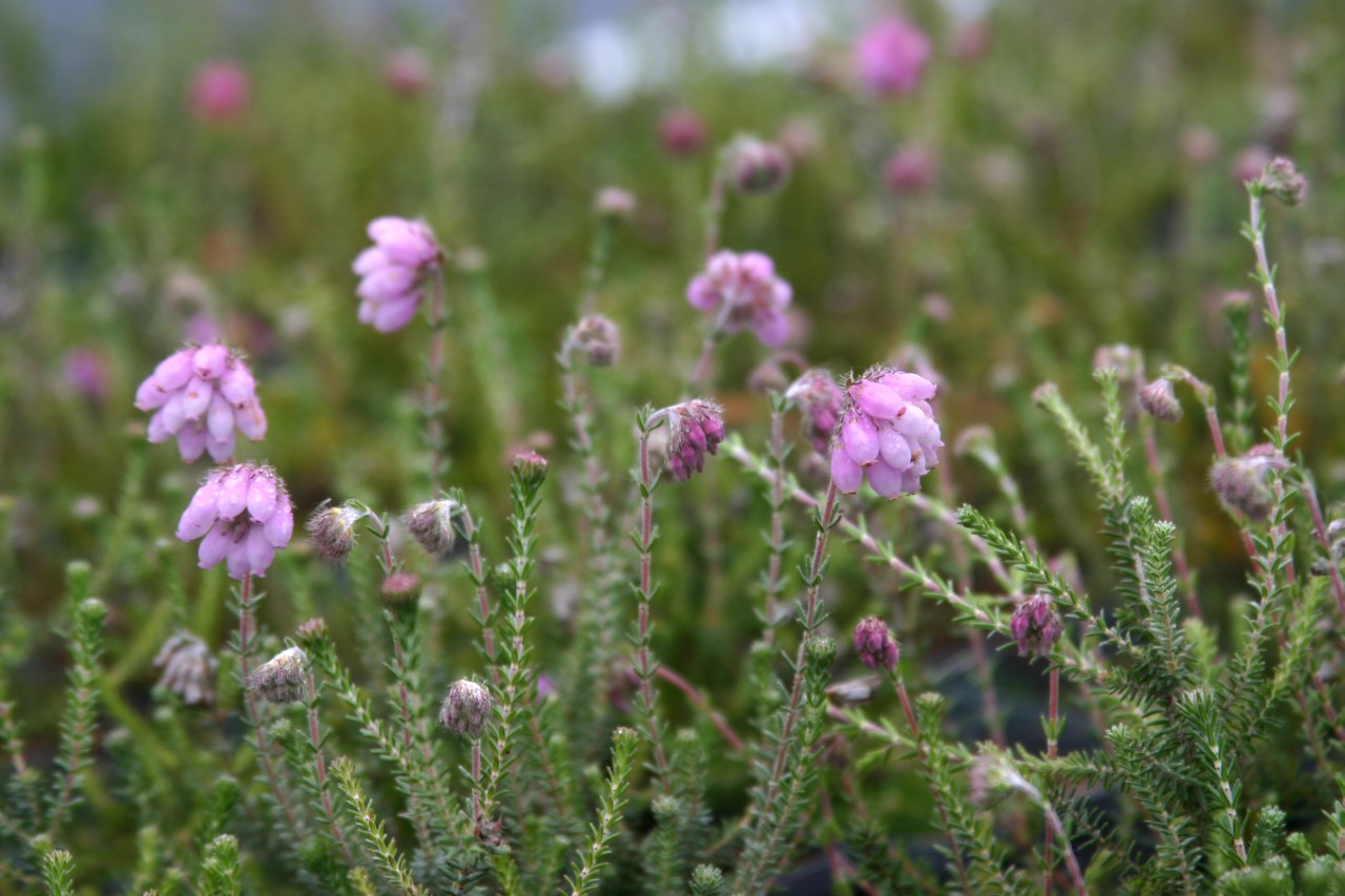 Erica tetralix : P9