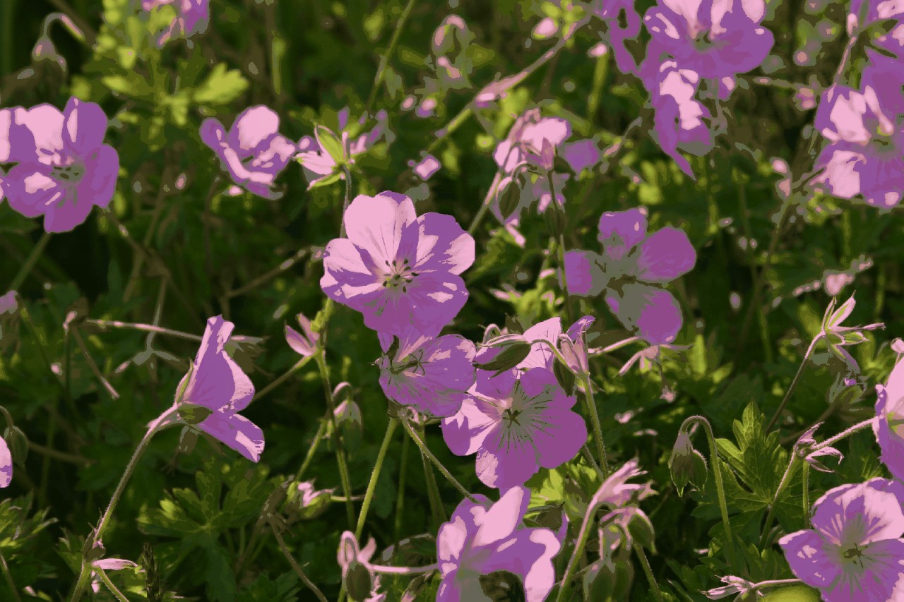 Geranium 'Rozanne' : P9