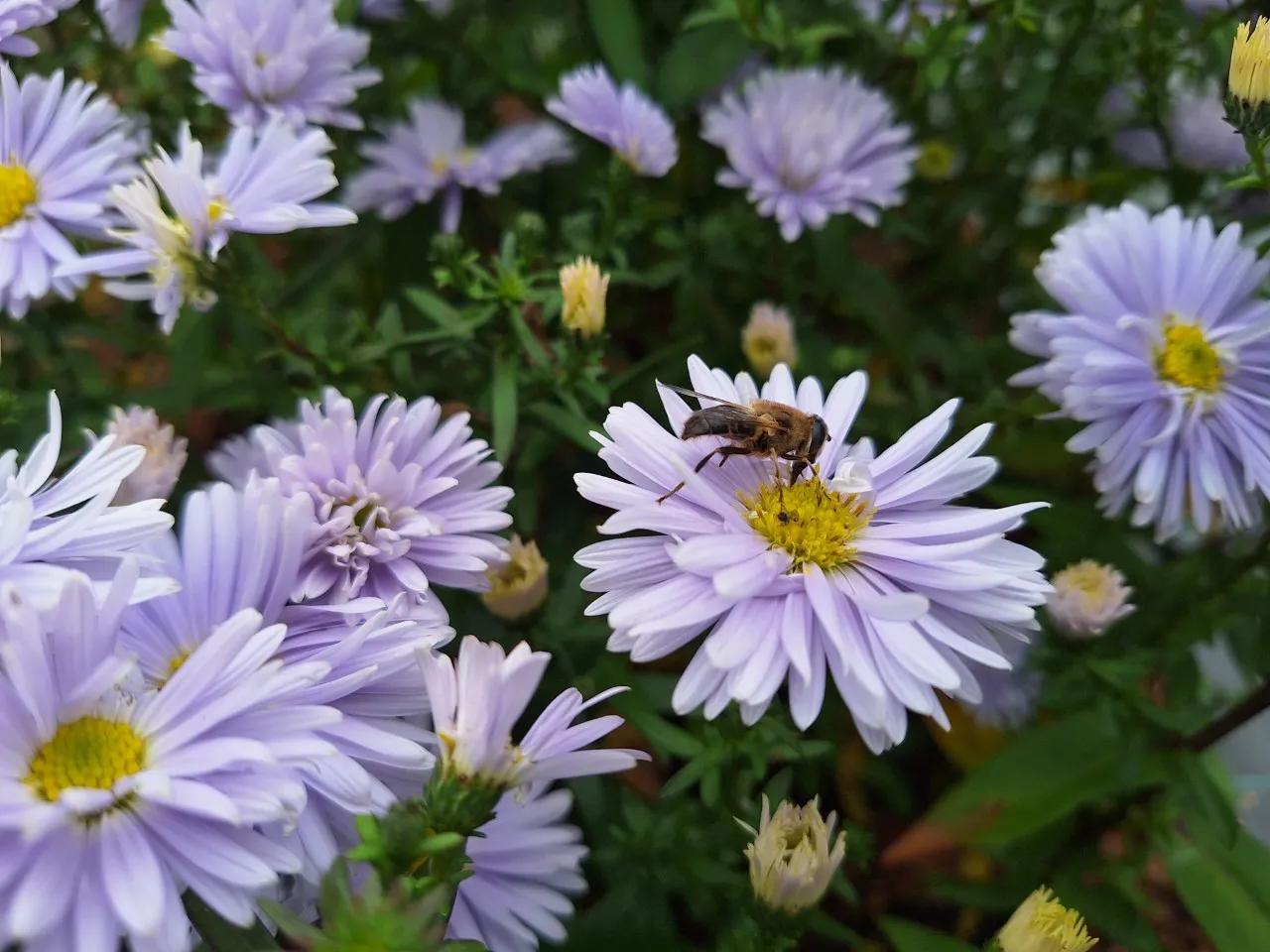 Aster novi-belgii 'Porzellan'