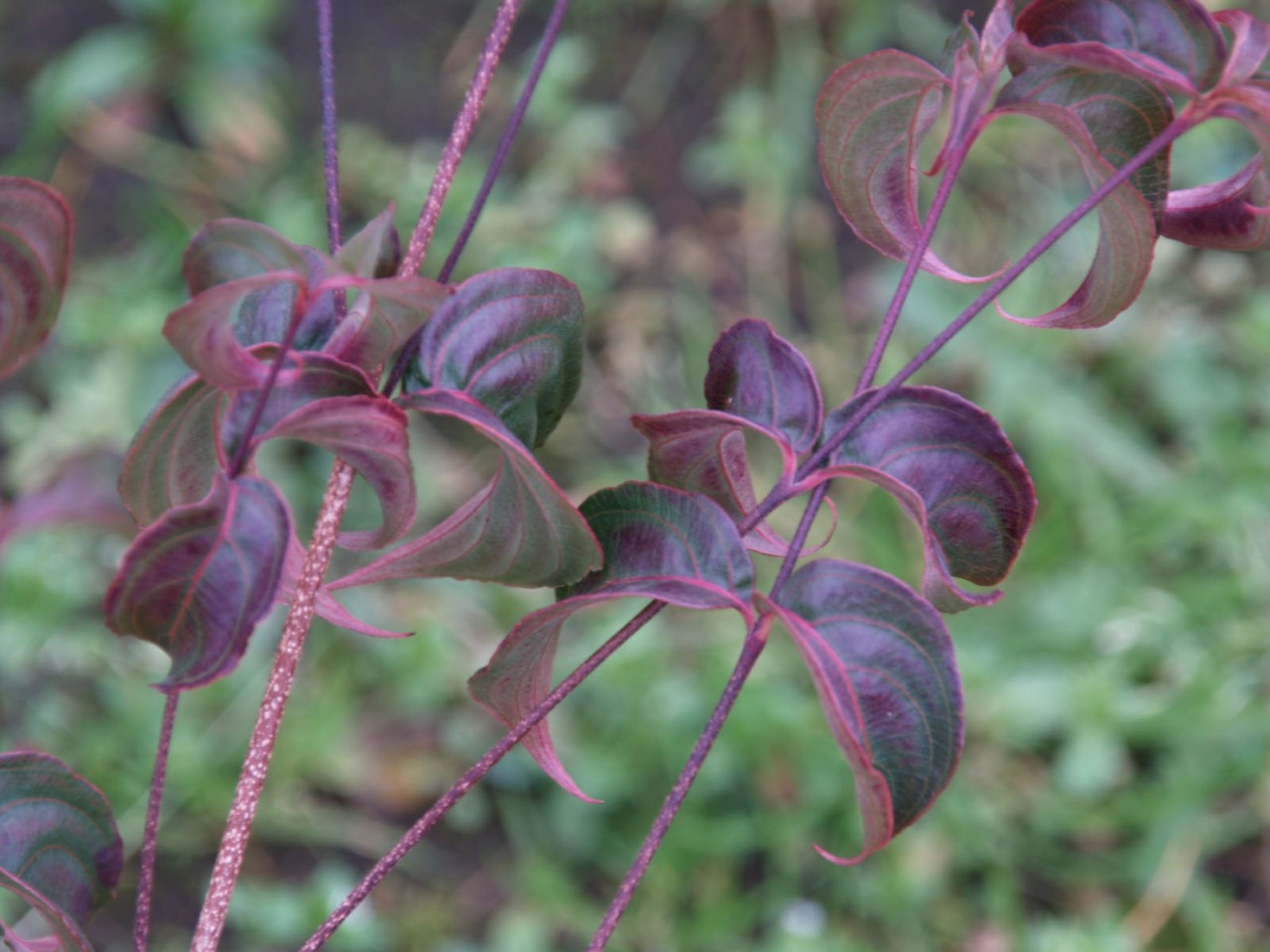 Cornus kousa 'Beni-fuji' : C2 : 30-60
