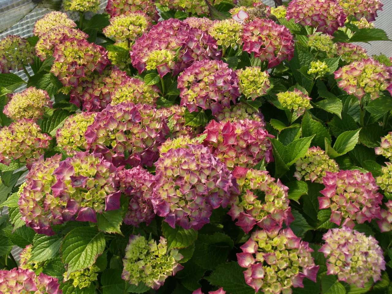 Hydrangea macrophylla 'Alpengluhen'