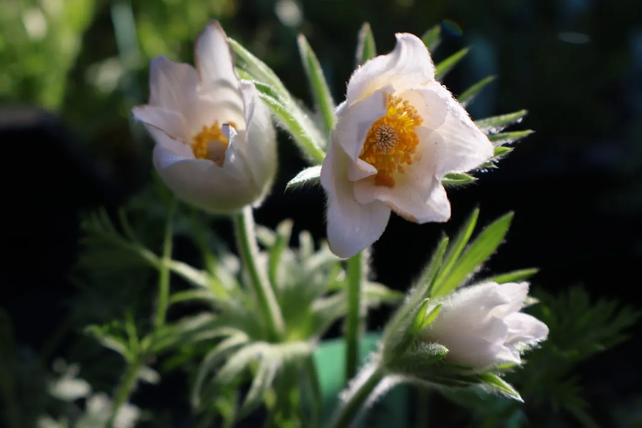 Pulsatilla vulgaris 'Alba' : P9