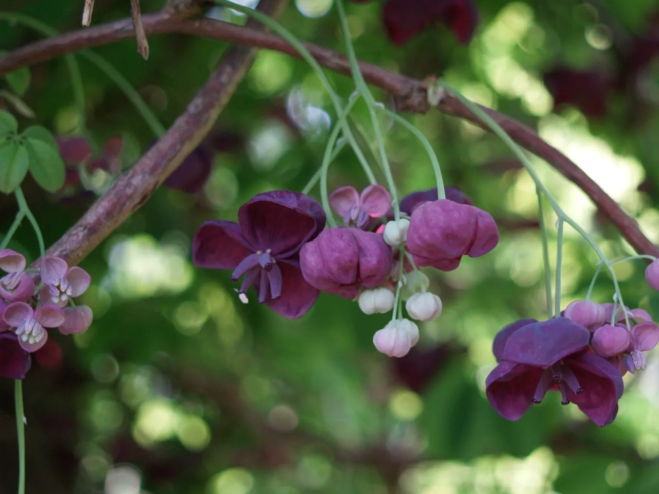 Akebia quinata Akebia quinata