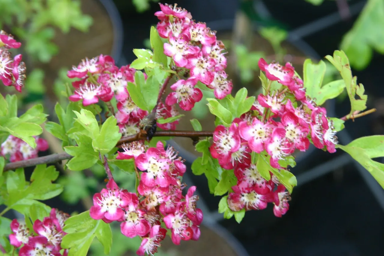 Crataegus monogyna 'Crimson Cloud' : C3 : 60-100