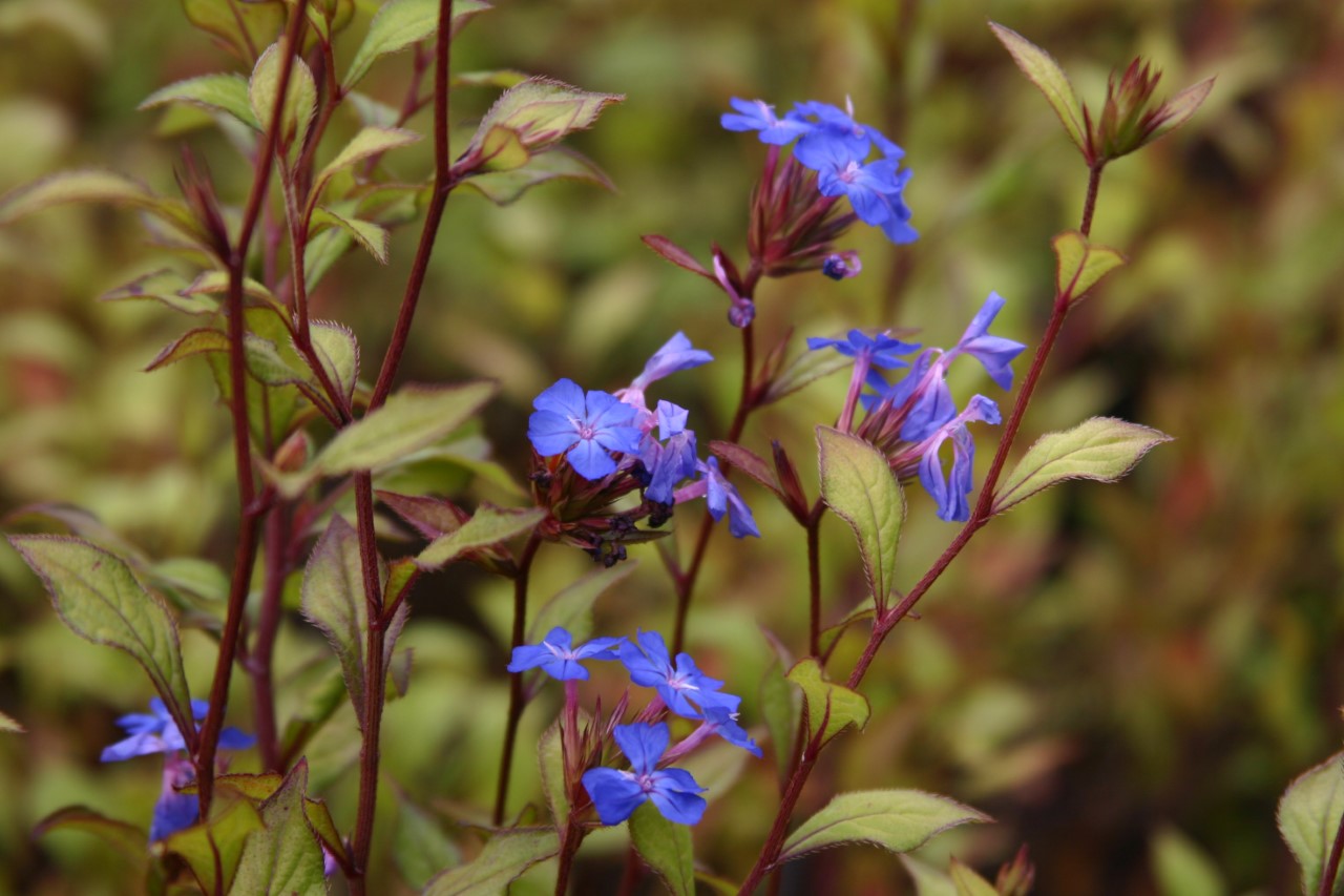 Ceratostigma willmottianum : C2 : 30-60