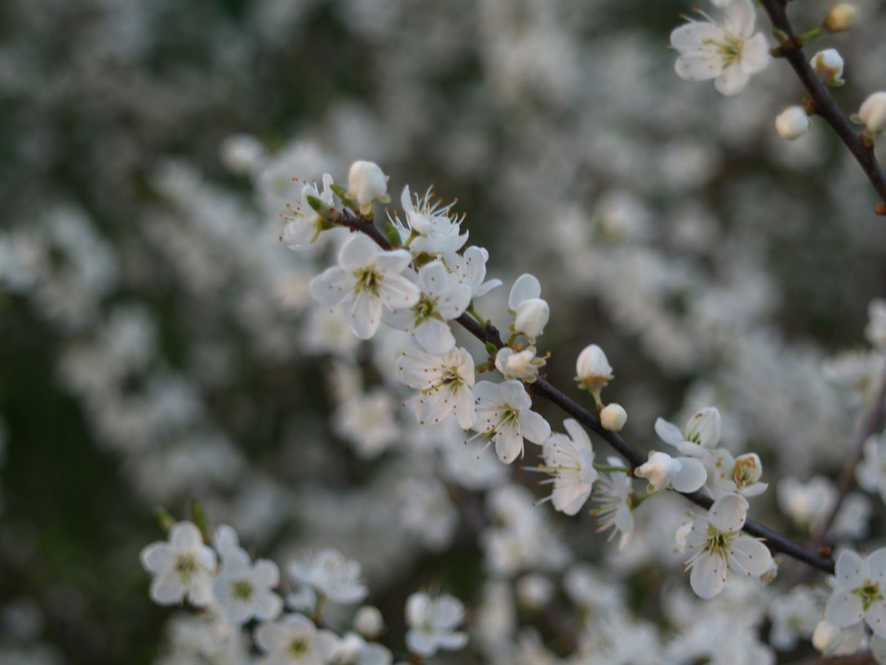 prunus-spinosa