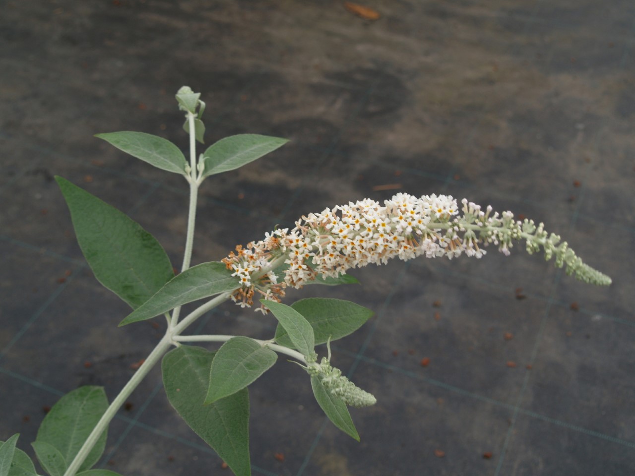 buddleja-fallowiana-alba