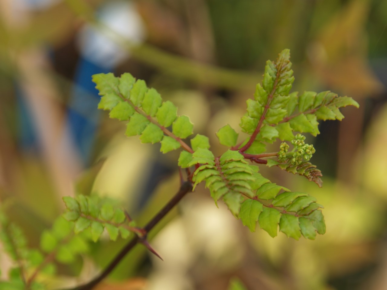 zanthoxylum-piperitum