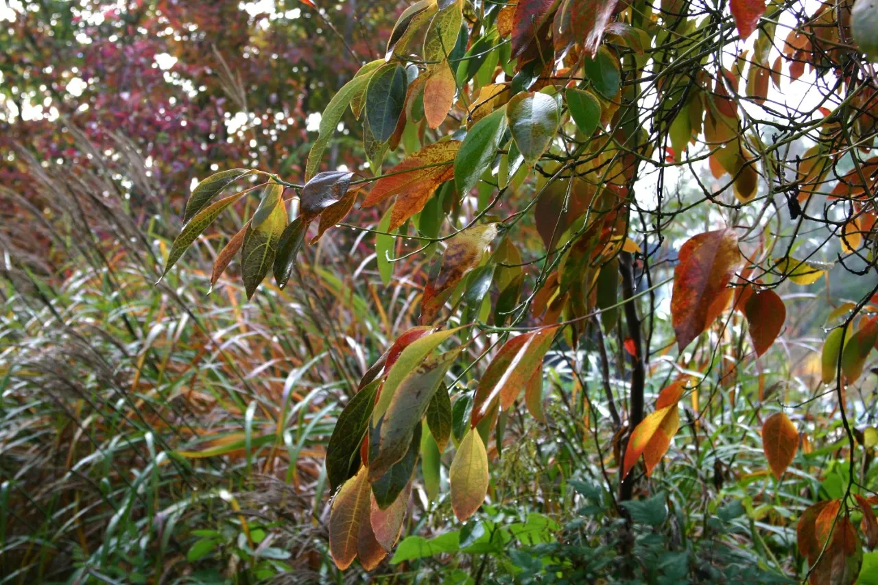 Sassafras albidum : C3 : 30-60