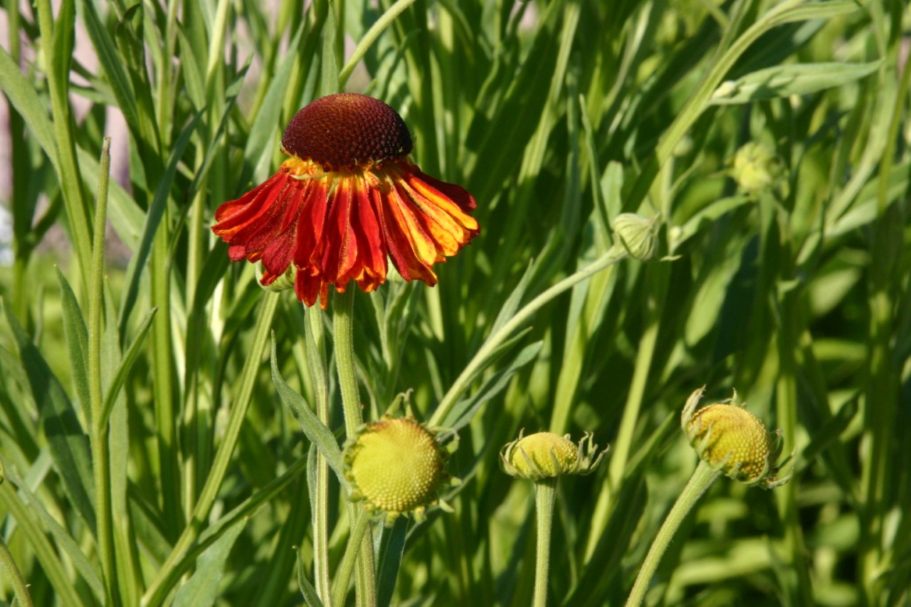 helenium-moerheim-beauty