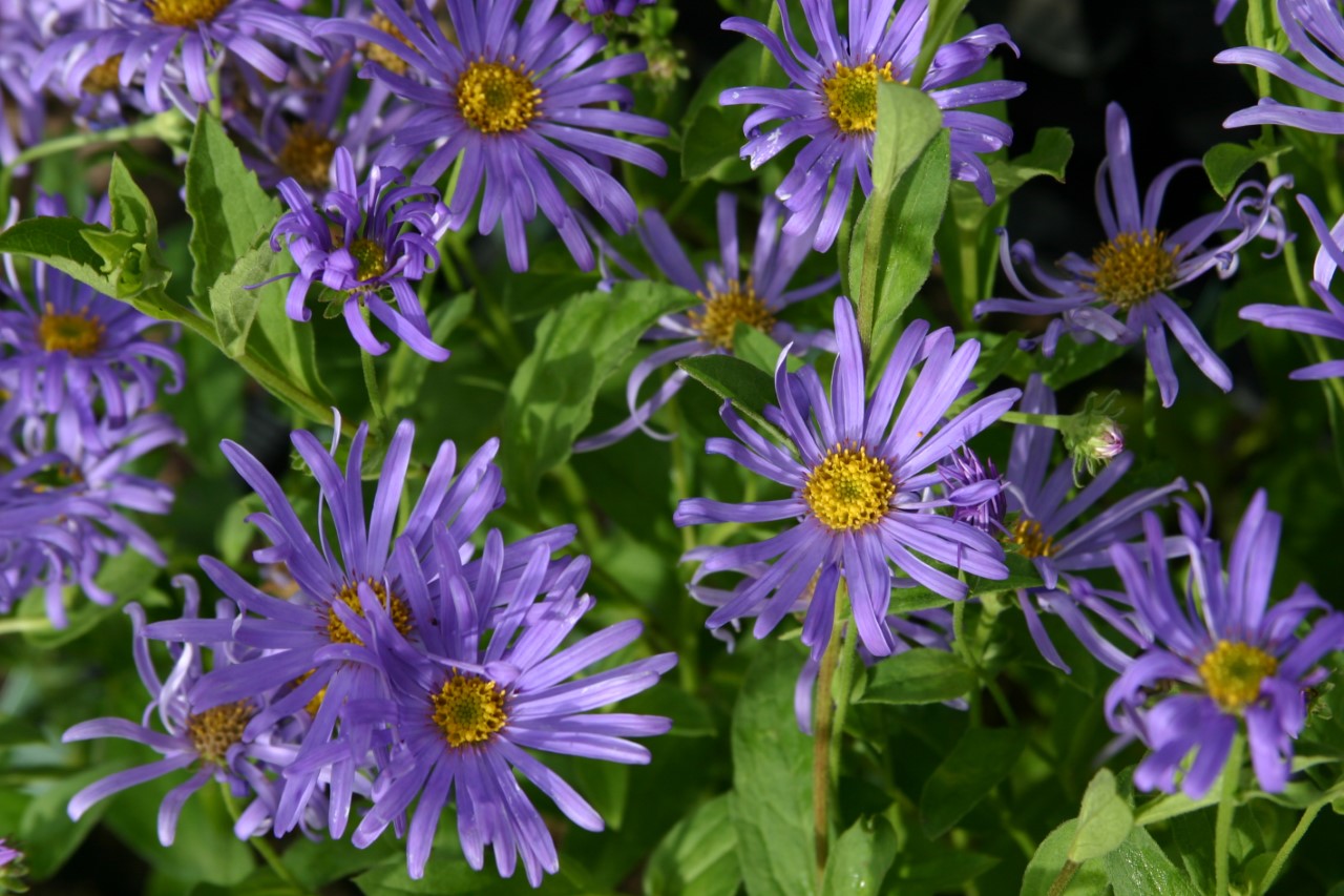 aster-thomsonii