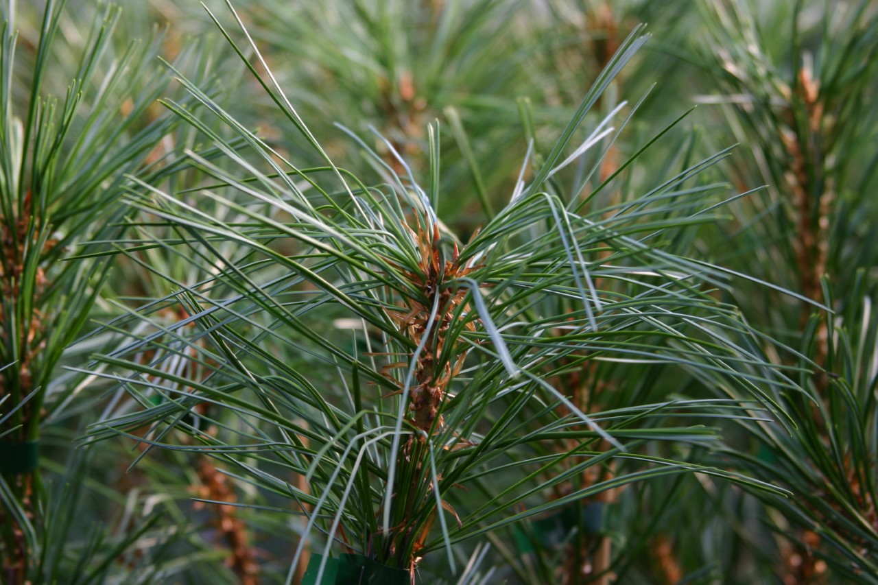 pinus-koraiensis-amgun